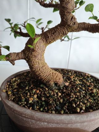 Bonsái Ficus Tiger Bark
