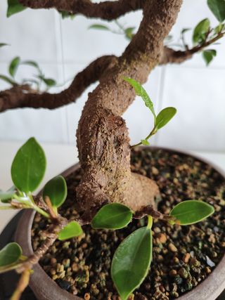 Bonsái Ficus Tiger Bark