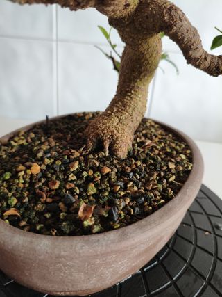 Bonsái Ficus Tiger Bark