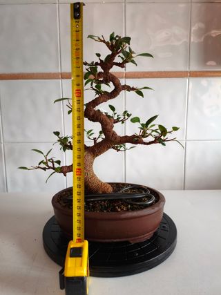 Bonsái Ficus Tiger Bark