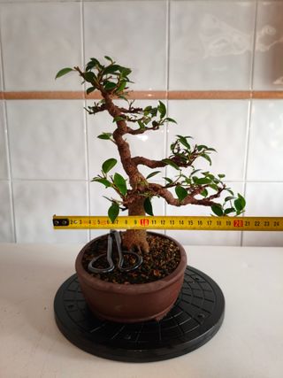 Bonsái Ficus Tiger Bark