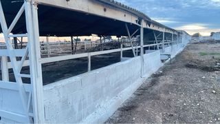 Granja terneros alquiler