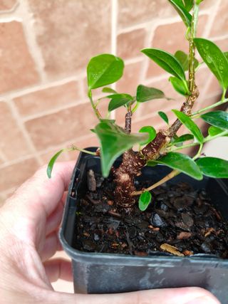 Plantón Ficus Tiger Bark Bonsái