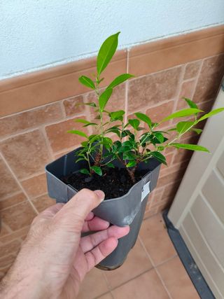 2 Ficus Tiger Bark