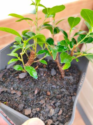 2 Ficus Tiger Bark