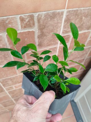 2 Ficus Tiger Bark