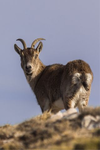Teleobjetivo Tamron SP 150-600mm G2