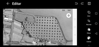 Terreno con olivos -