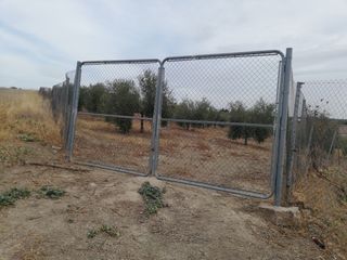 Terreno con olivos -
