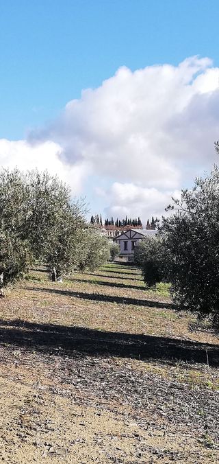 Terreno con olivos -