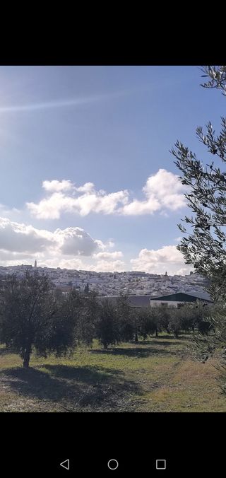 Terreno con olivos -