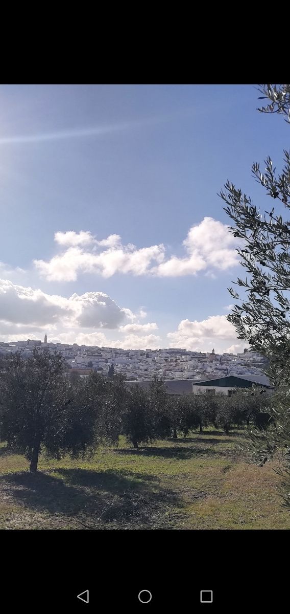 Terreno con olivos - 