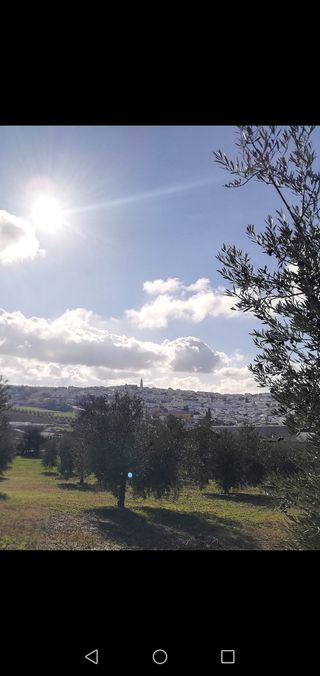 Terreno con olivos -