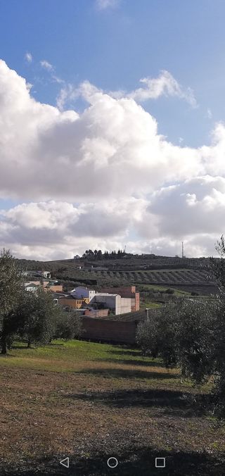 Terreno con olivos -