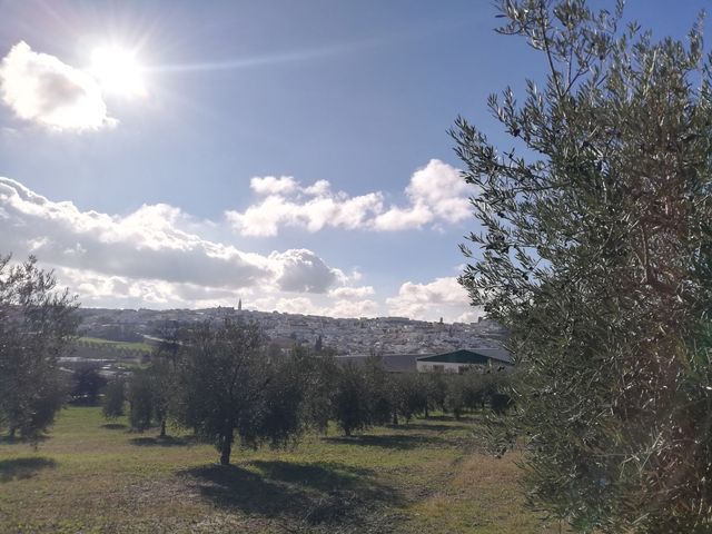 Terreno con olivos - 