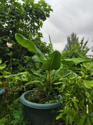 Semillas ecológicas biodinámicas