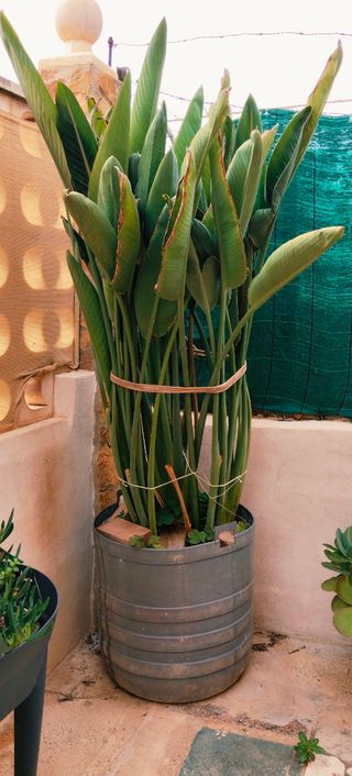 GRAN STRELITZIA REGINAE XXL.