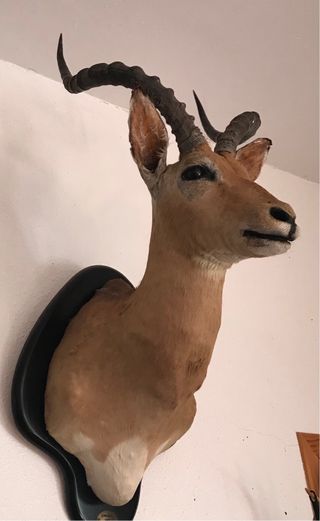 Cabeza Impala Zimbabue