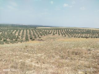 Finca, Sevilla riego autorizado.