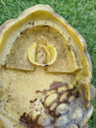 Bebedero exoterra: reptil