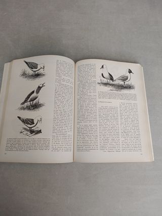 COMPORTAMIENTO ANIMAL. EISNER. EDWARD O. WILSON