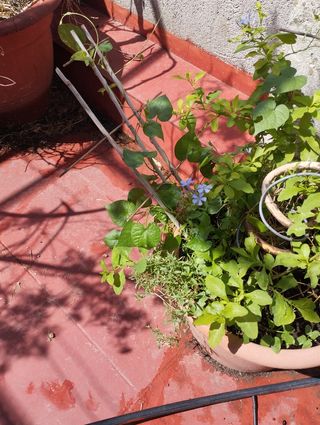 Plumbago azul en maceta