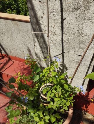 Plumbago azul en maceta