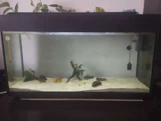 Acuario 100L - Muy equipado y artículos de regalo.