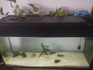 Acuario 100L - Muy equipado y artículos de regalo.