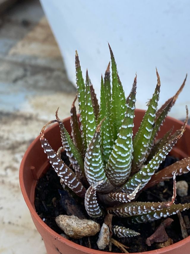 Pianta grassa Haworthia