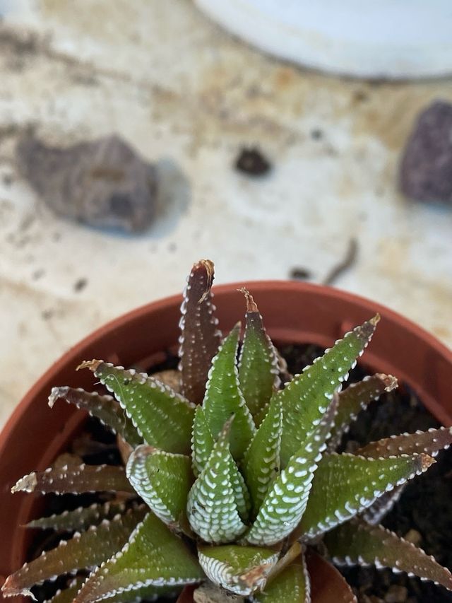 Pianta grassa Haworthia