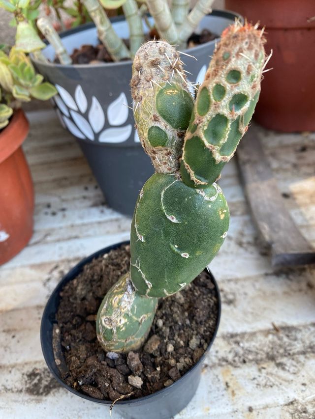 Pianta Grassa Cactus