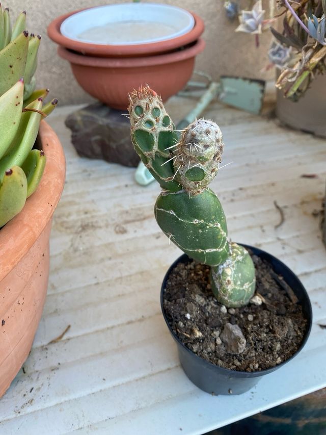 Pianta Grassa Cactus