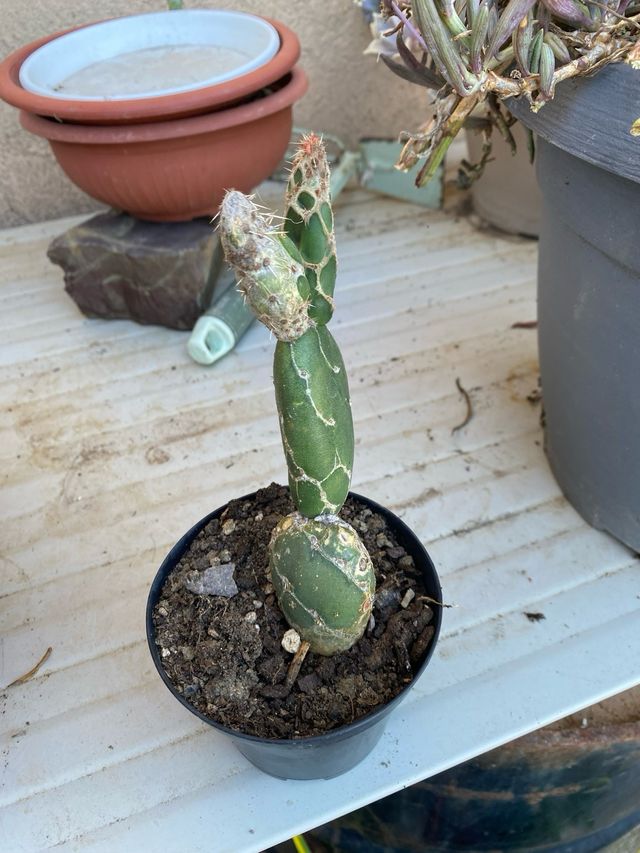 Pianta Grassa Cactus