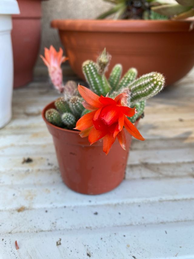 Cactus fiorito