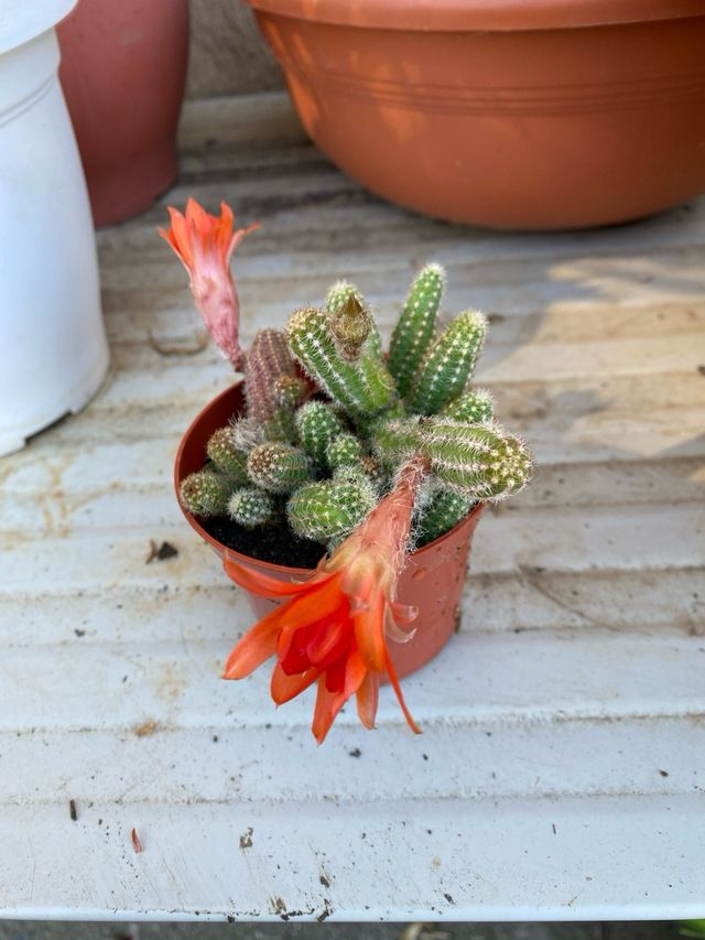 Cactus fiorito