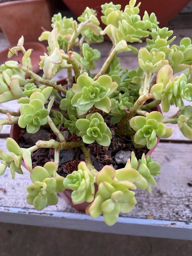 Pianta grassa Sedum