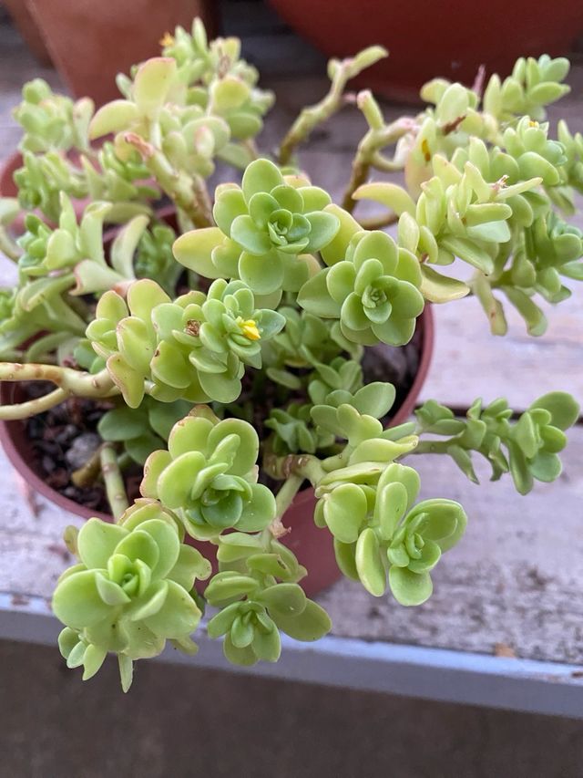 Pianta grassa Sedum