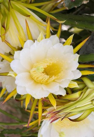 Pianta di Pitahaya - 
Hilocereus Purpusii