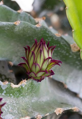 Pianta di Pitahaya - 
Hilocereus Purpusii