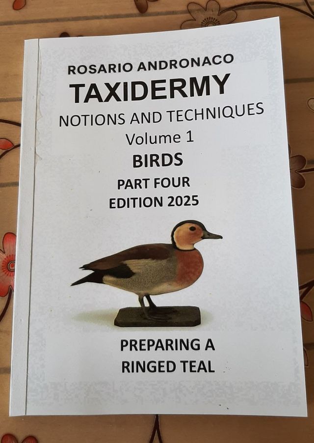 Ringed teal Taxidermy Edition 2025