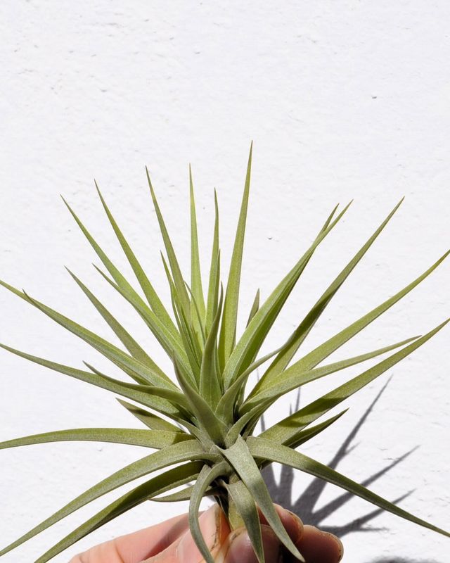 Tillandsia aeranthos Clavel del aire