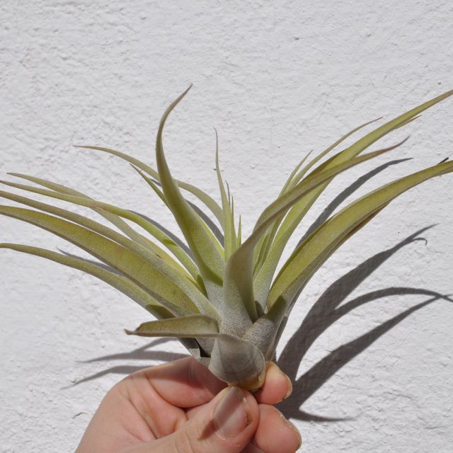 Tillandsia capitata 'Peach' (medium)