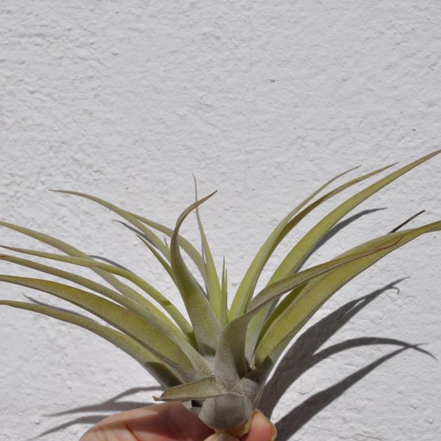 Tillandsia capitata 'Peach' (medium)