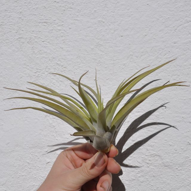 Tillandsia capitata 'Peach' (medium)