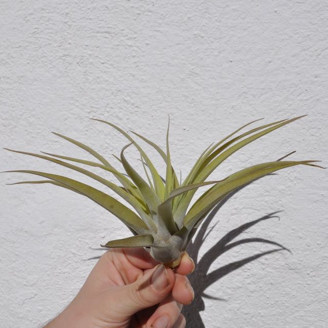Tillandsia capitata 'Peach' (medium)