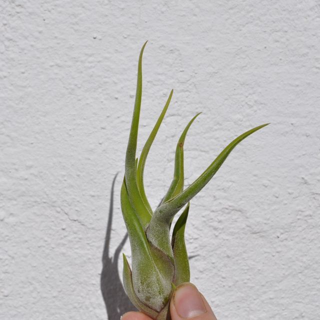 Tillandsia caput-medusae (planta pulpo) [small]