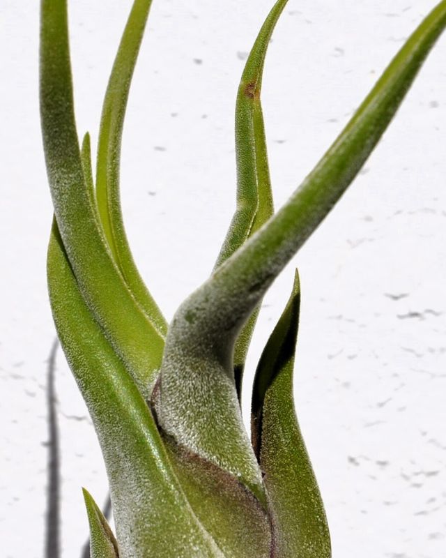 Tillandsia caput-medusae (planta pulpo) [small]