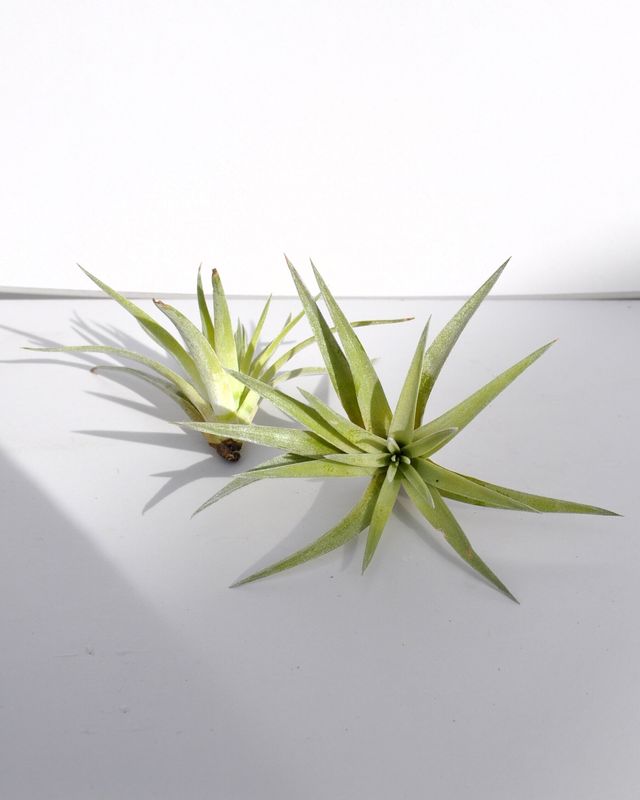 Tillandsia plagiotropica Planta del aire