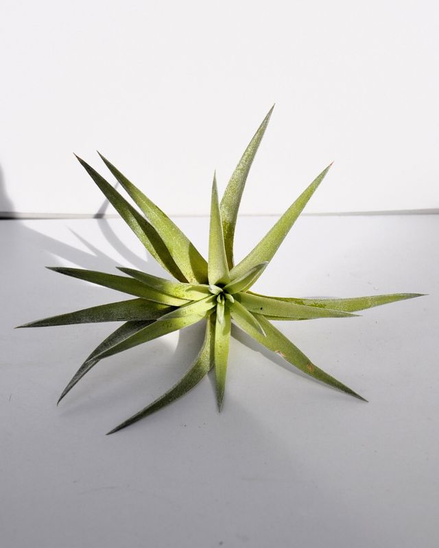 Tillandsia plagiotropica Planta del aire
